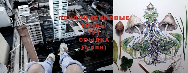 сатива Абинск